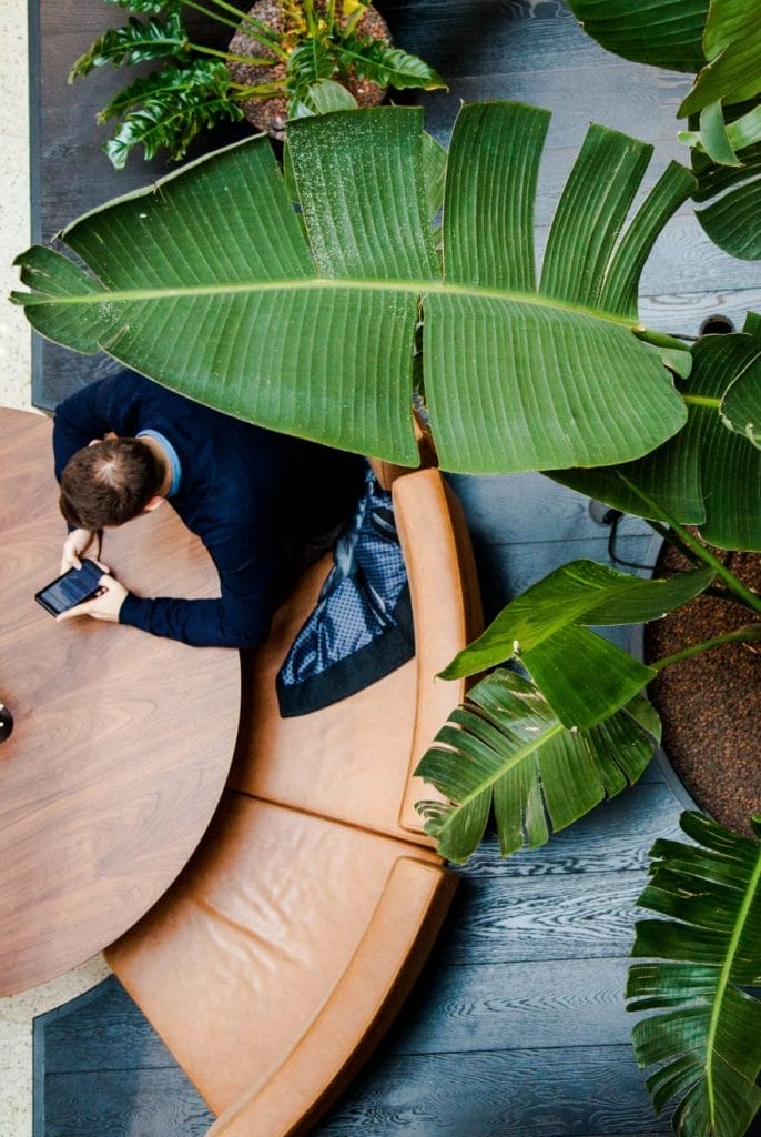 Luftaufnahme eines Mannes im blauen Pullover, der an einem geschwungenen Holztisch, umgeben von großen grünen Bananenblättern, in der modernen Indoor-Gartenanlage eines Coworking-Space ein Smartphone benutzt. An image from EDGE Workspaces.