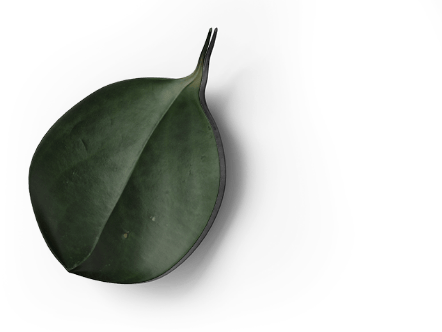 A single dark green, glossy leaf with a pointed tip and smooth edges is isolated on a solid black background, highlighting its natural texture and shape in an innovative coworking environment. An image from EDGE Workspaces.