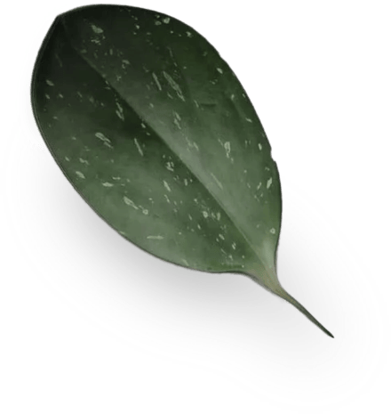Ein einzelnes dunkelgrünes, glänzendes Blatt mit weißen Flecken ruht auf einem hellgrauen, schattigen Hintergrund. Das Blatt hat eine scharfe Spitze und einen glatten, gebogenen Rand und erscheint dick und lebendig in seinem An image from EDGE Workspaces.